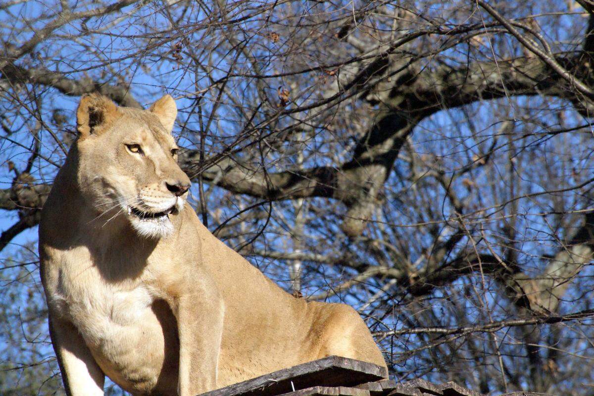 Sheba Lion at Carolina Tiger Rescue.
