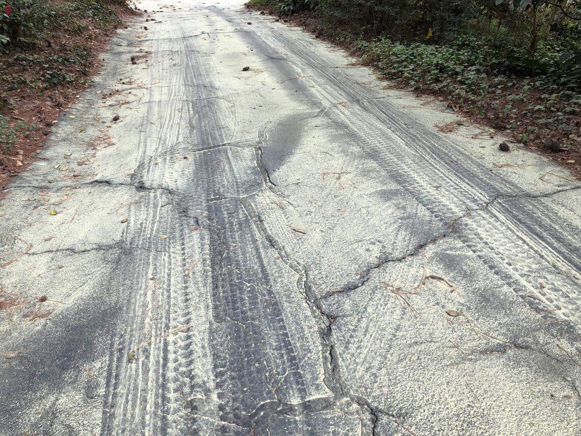 Pine pollen has been so thick in Spring 2025 that black asphalt looks like it’s been dusted with snow. Pine pollen peaked on March 31 and should all but disappear within seven days.