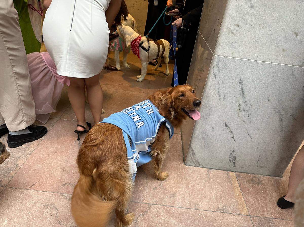 Mossy participates in the Bipawtisan Howl-o-ween Dog Parade on Oct. 31, 2023, in Washington, DC.