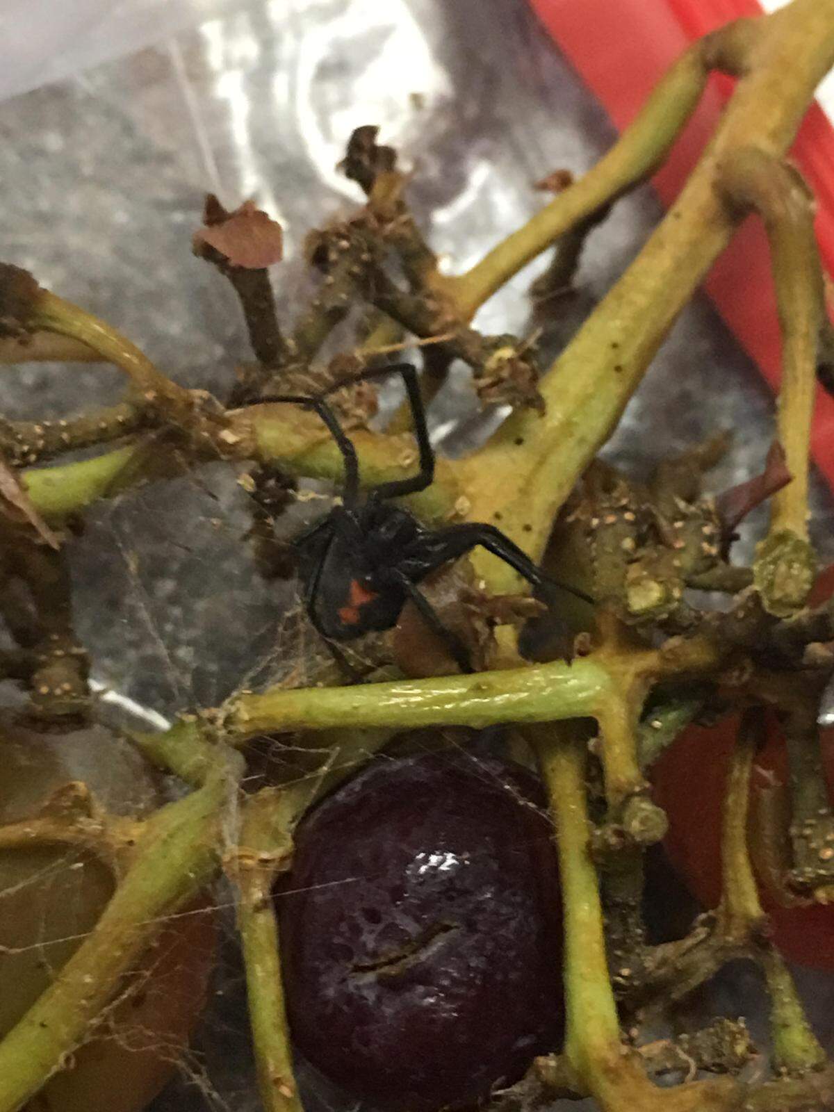 Patti Kanter, 55, of Clayton, said she discovered this black widow spider inside a bag of seedless grapes purchased at BJ’s Wholesale in Garner.