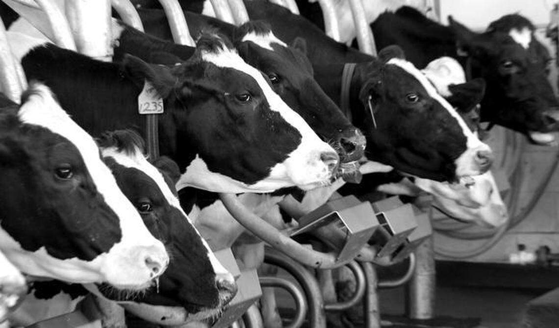 VIEW-COWS-042414-CCS