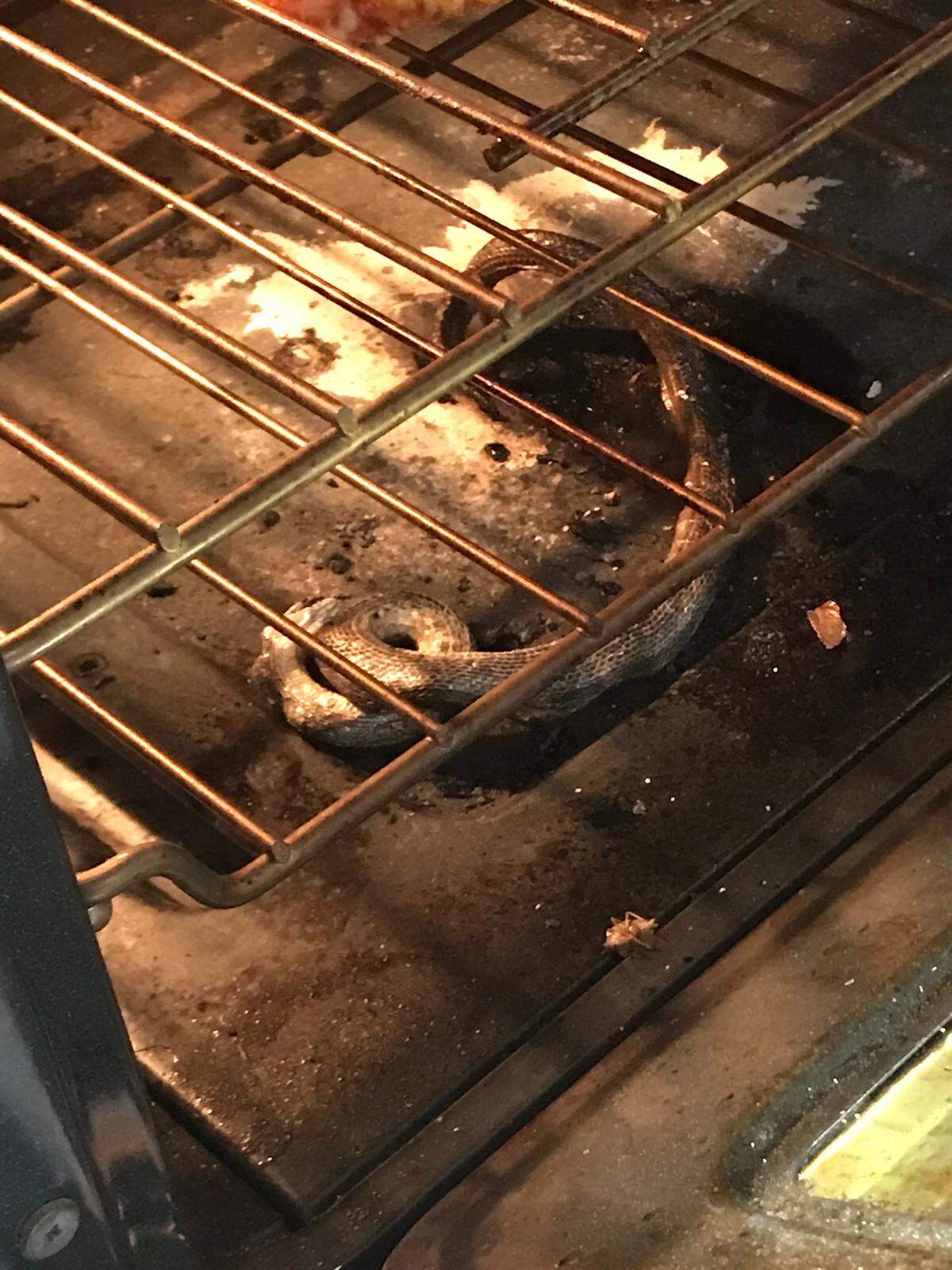 A North Carolina family found a snake in their oven while making a frozen pizza Monday night.