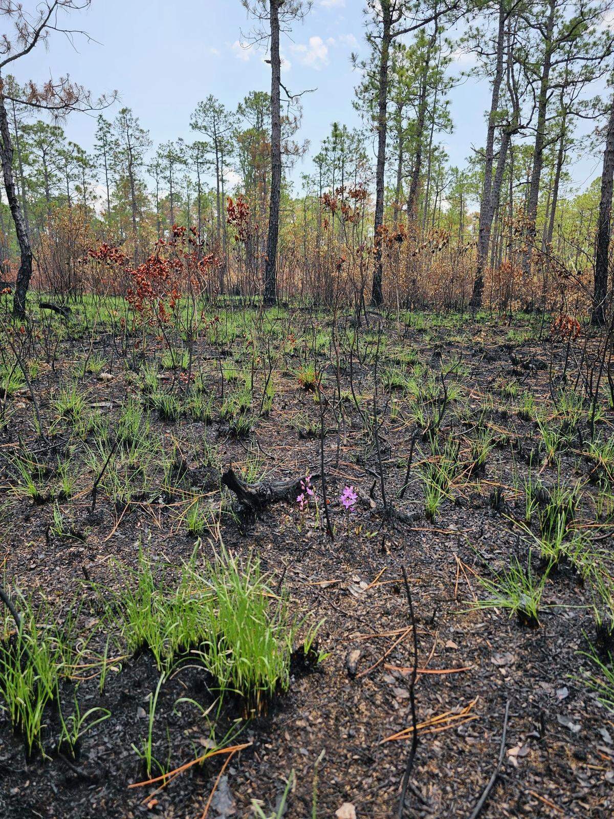 Wiregrass is already beginning to sprout again in places like this one where the Pulp Road Fire burned through Green Swamp Preserve. The Preserve, known as a key habitat for the Venus flytrap, contains many species that have made adaptations to thrive in a fire-prone habitat.