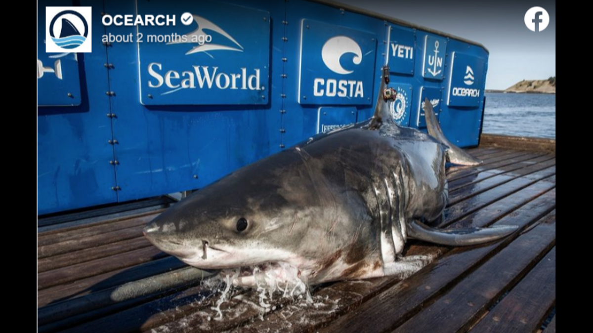 This 13-foot, 1,398-pound male white shark is tracking off South Carolina as the predators move south for the winter, OCEARCH says. It was spotted near Myrtle Beach on Dec. 15.