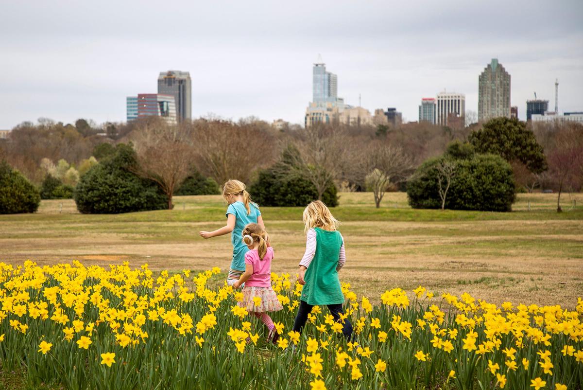 From left, sisters Finn, Mae, and Charlotte Rittershaus wander through the ribbons of about 50,000 daffodils that recently emerged at the Flowers Field at Dorothea Dix Park on Monday, Mar. 11, 2019, in Raleigh, NC.
