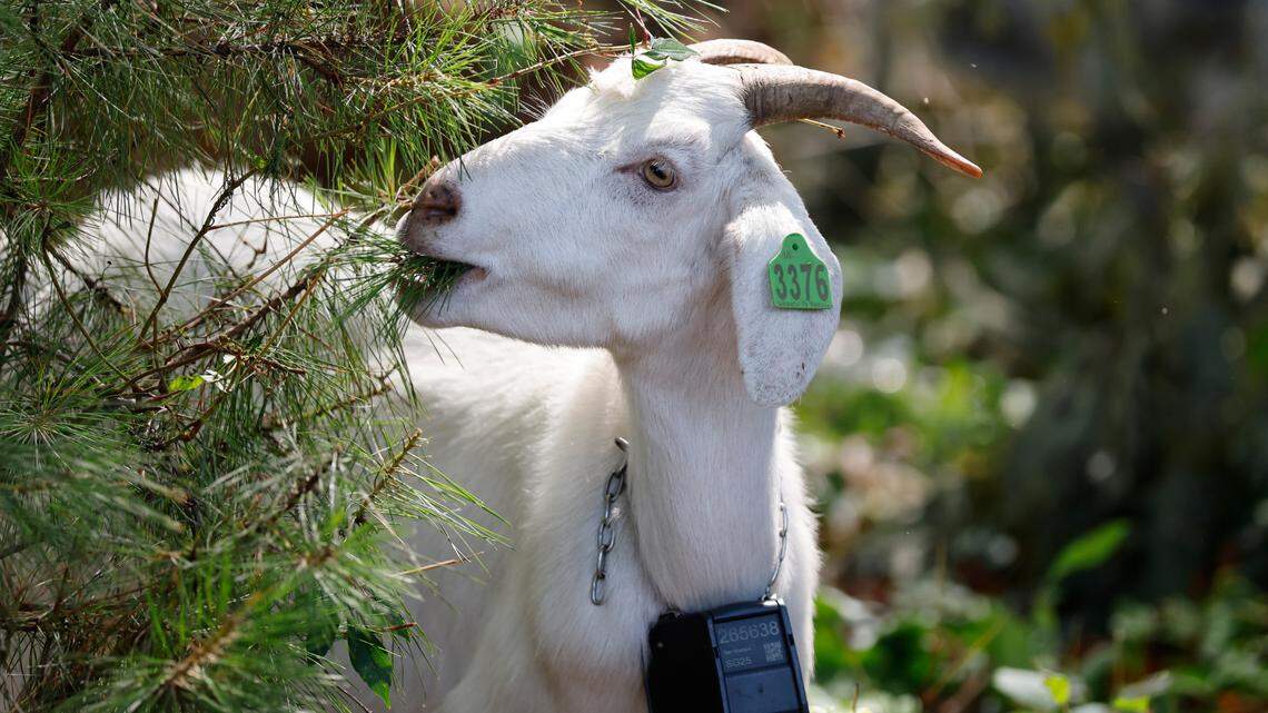 An army of goats arrives at Dix Park, drawing crowds while landscaping