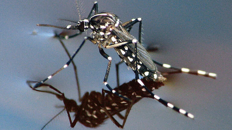 How pesticides are breeding resistant mosquitoes in wealthy Wake neighborhoods