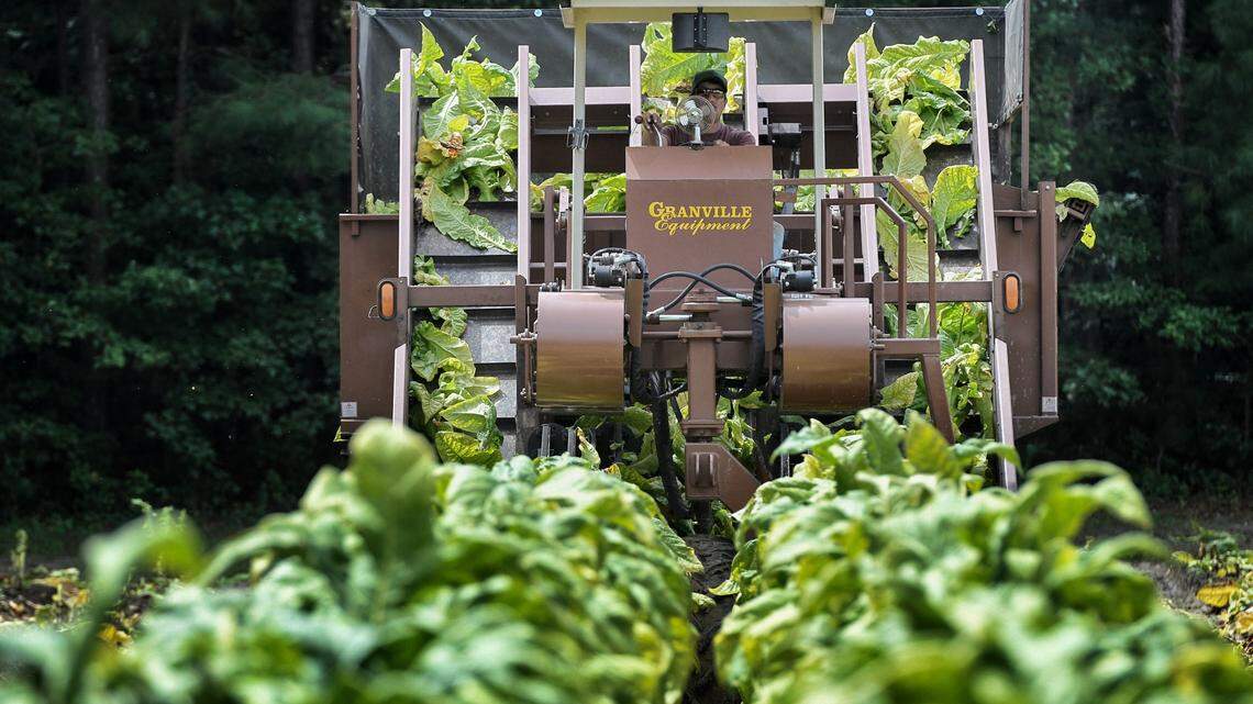 A worker drives a mechanical harvester plucking tobacco leaves from stalks in a field in northeastern Wake County in 2020.