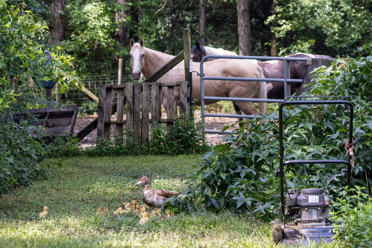 All of the animals on Debra Stewart’s Gray’s Creek farm drink well water. A horse and a dog belonging to Stewart were found to have elevated levels of PFAS chemicals in their blood, according to a study by Scott Belcher, an N.C. State environmental science professor.