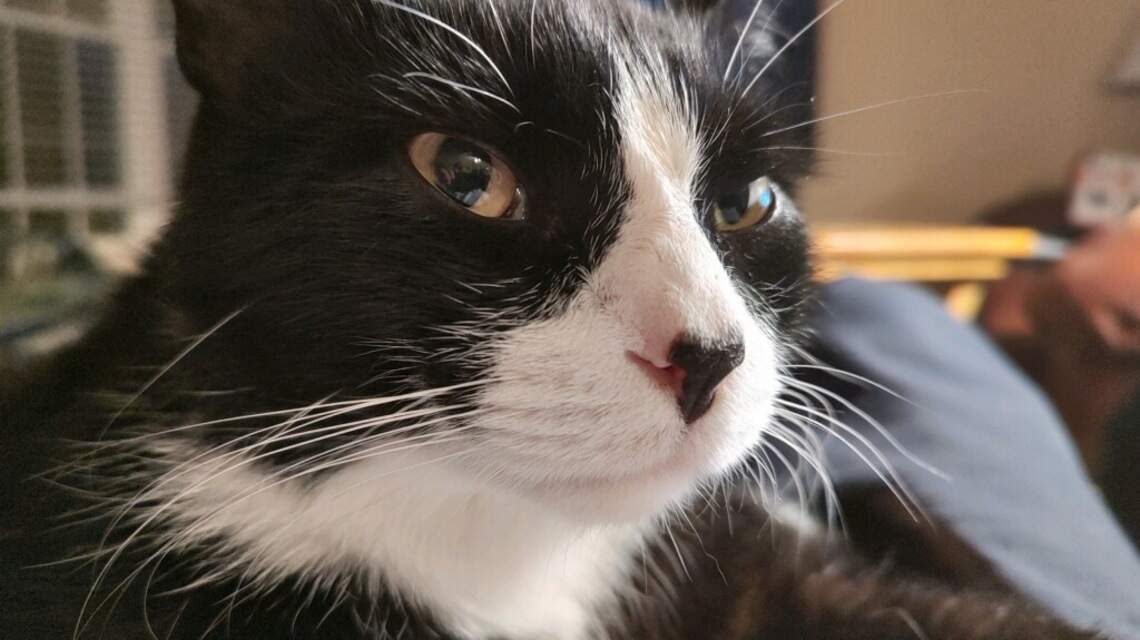 How a snarky celebrity cat (and his pet human) have raised $15,000 for the Humane Society
