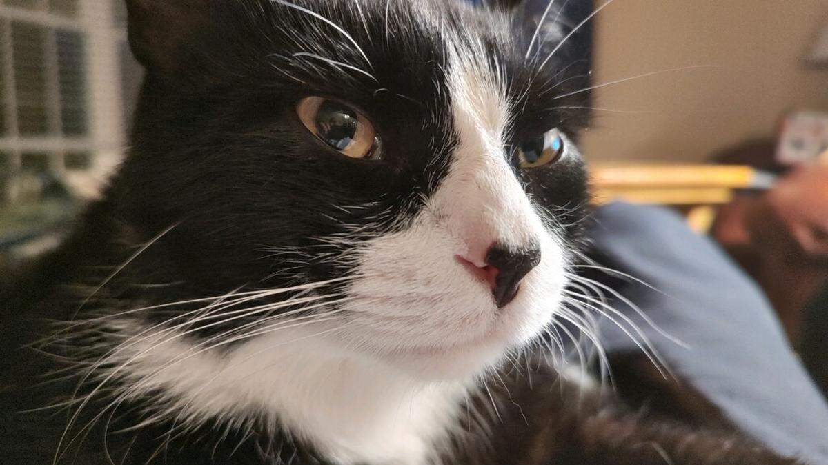 Boots, a stray cat adopted in Lumberton by former Robesonian editor Donnie Douglas, has generated more than $15,000 in donations to the local Humane Society through his sarcastic observations, captured in two of Douglas’ books.