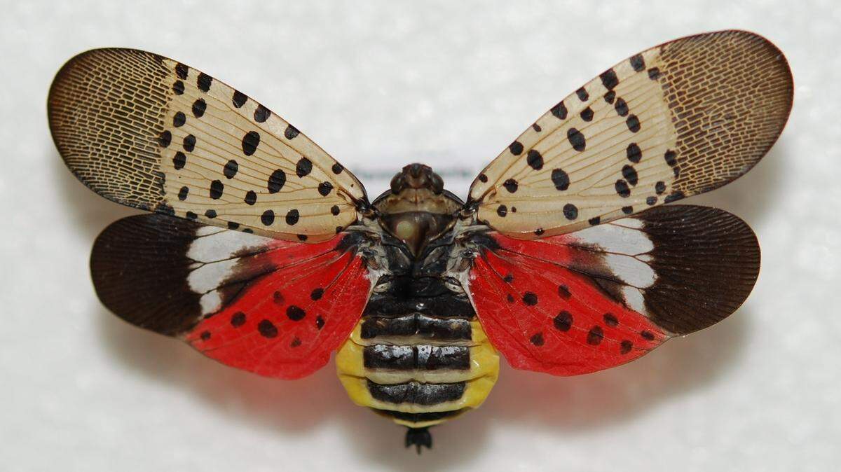 This invasive pest could travel to NC on Christmas trees. What to do if you see one