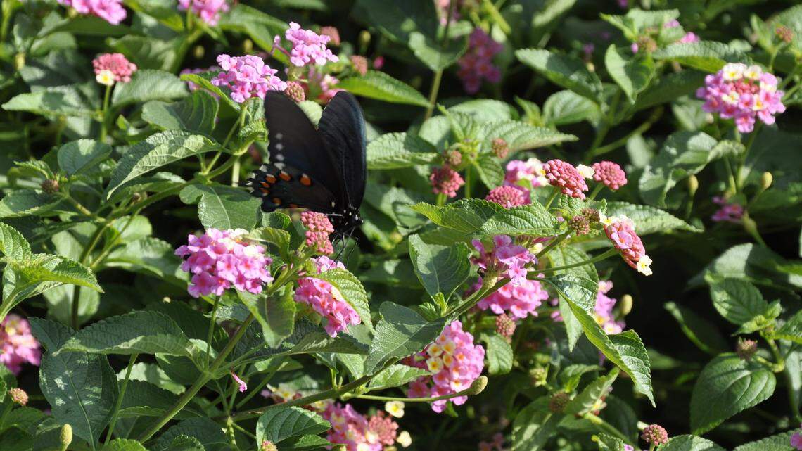 Lantana is an ornamental that has escaped into various habitats in southeastern North Carolina.