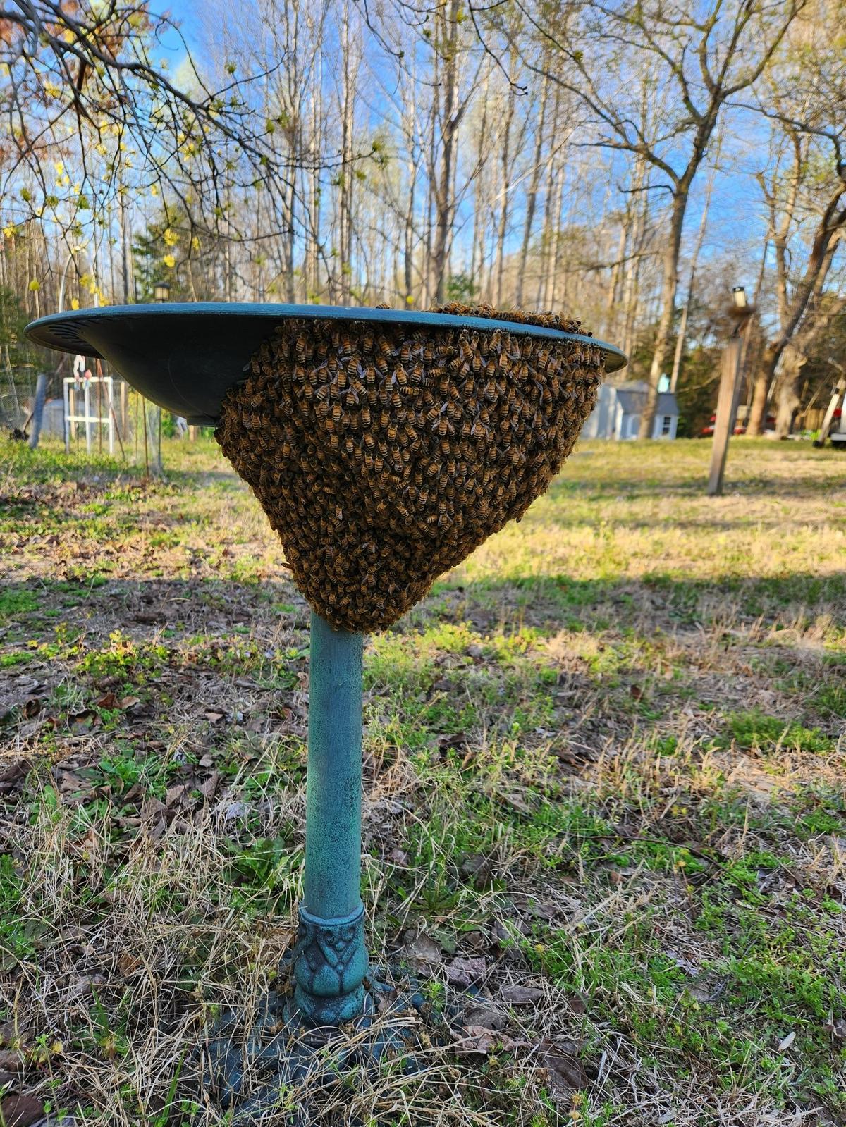 A honey bee swarm on a bird bath.
