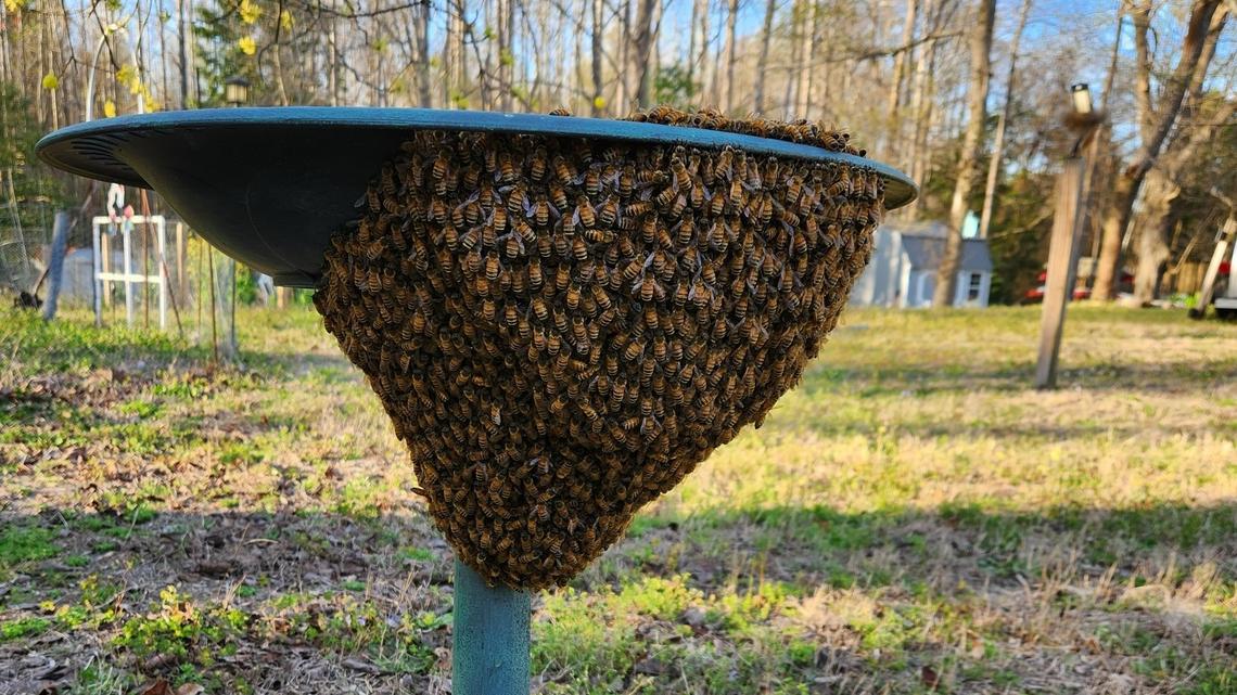 Got bees this spring? How to get them out of your Charlotte yard humanely