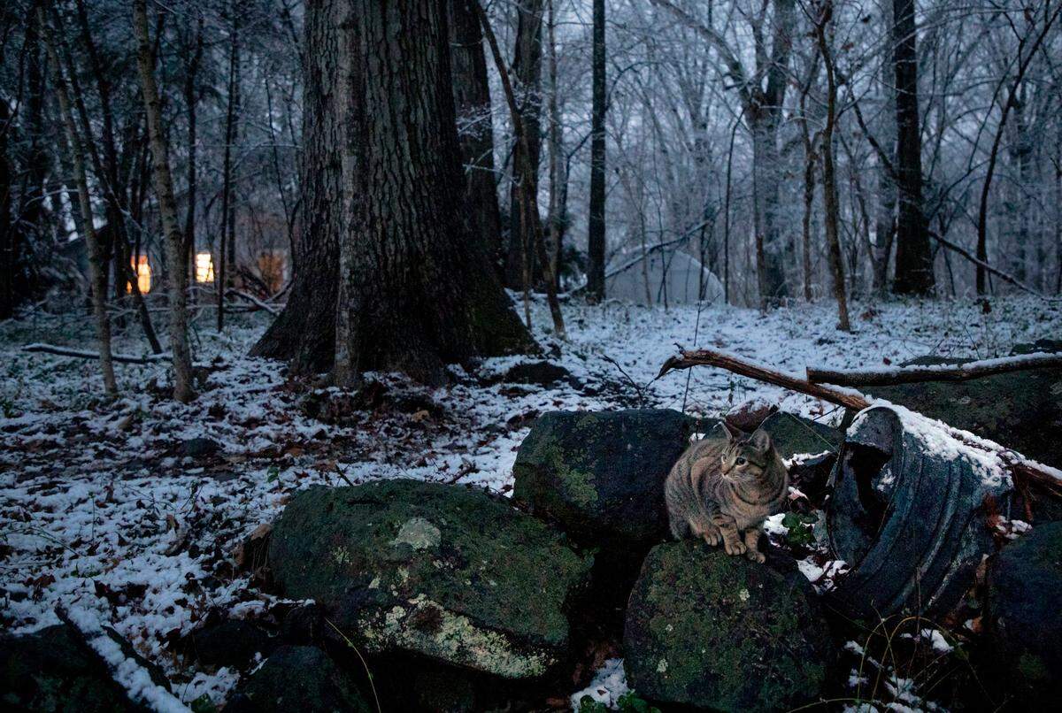 A photographer’s cat follows along to help capture the light snowfall on Thursday morning, Jan. 28, 2021, in Durham, N.C.