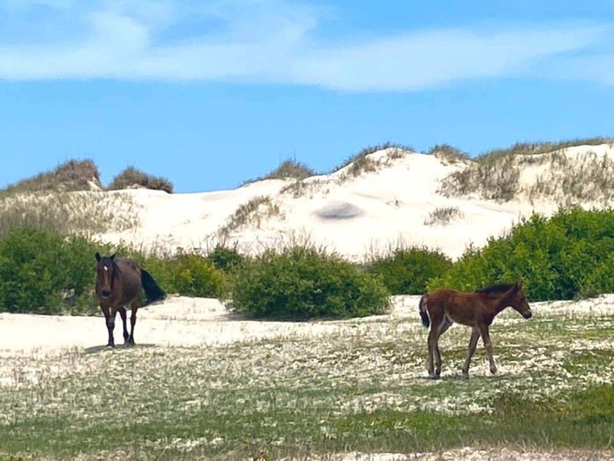 This is elder wild horse Hazel (left) and spring foal Bridget, just after they got up from their nap.