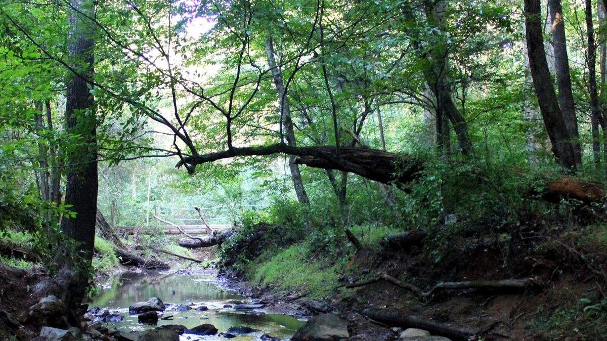 A forest with hiking trails and sensitive flora and fauna comprises over 700 acres next to UNC’s future Carolina North campus. Chapel Hill residents and officials are asking the university for considerations in how the campus is planned.