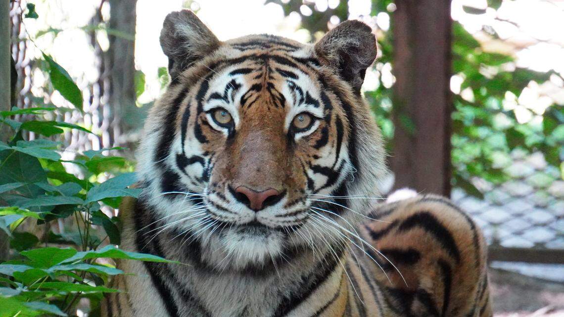 Shira the “playful” tiger had to be put down, officials said.