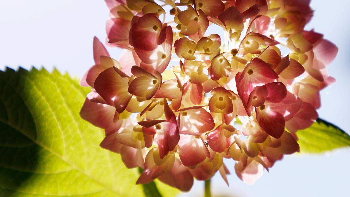 A hydrangea blooms at Sarah P. Duke Gardens in Durham, N.C. on Tuesday, May 21, 2024.