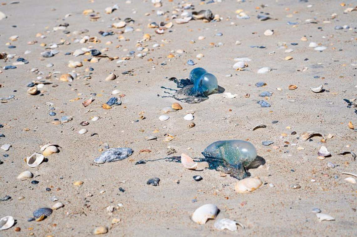 Portugese man-of-wars have been spotted on several North Carolina beaches during May 2025. These were at Shackleford Banks in the Cape Lookout National Seashore. The animals’ sting is very painful.