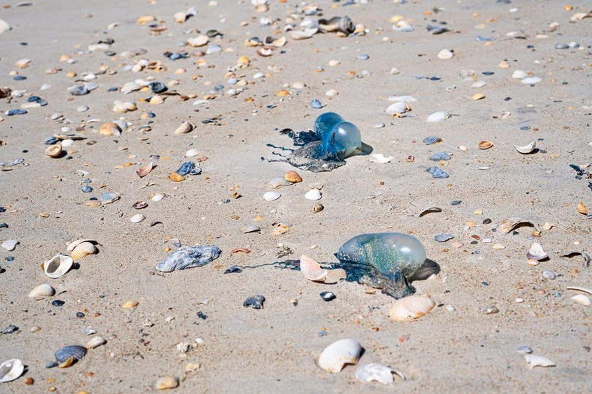 Portugese man-of-wars have been spotted on several North Carolina beaches during May 2025. These were at Shackleford Banks in the Cape Lookout National Seashore. The animals’ sting is very painful.