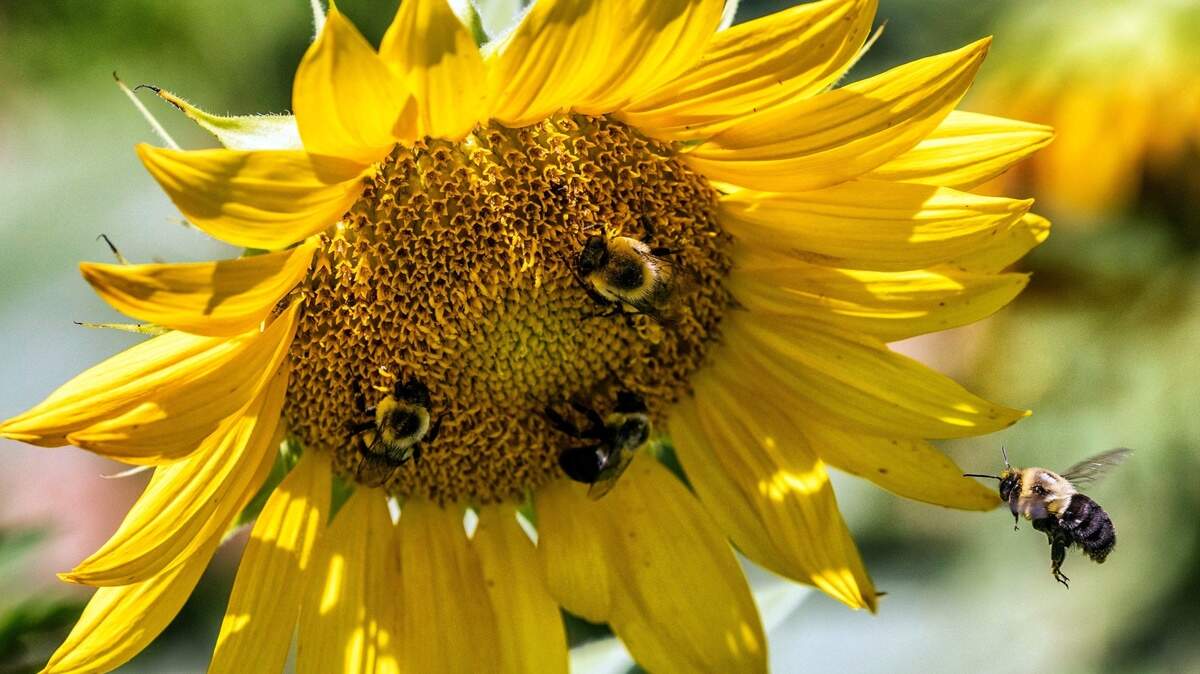 Bumblebees collect pollen from a bloom at the Sunflower Field at Dorothea Dix Park in Raleigh.  File photo, July 18, 2022.