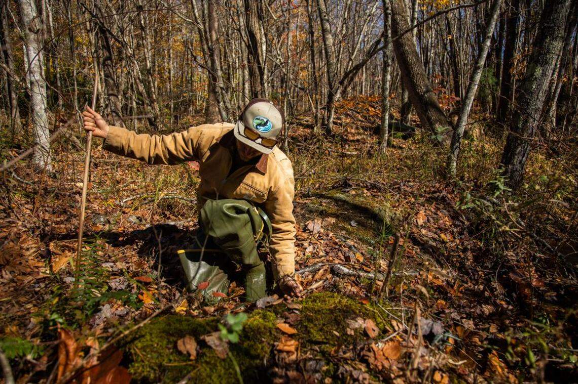 Mike Knoerr, a Virginia Tech biologist, uses wooden dowels to locate bog turtles in the mud. Bog turtles are a federally threatened species and are considered critically endangered. The bog turtle, marked by a small yellow dot on either side of its head, is the smallest in North America.