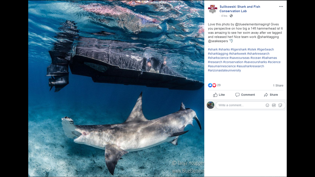 This is the photo the Sulikowski Shark and Fish Conservation Lab shared on Facebook. The shark was 14-feet long with a 3-foot wide head.