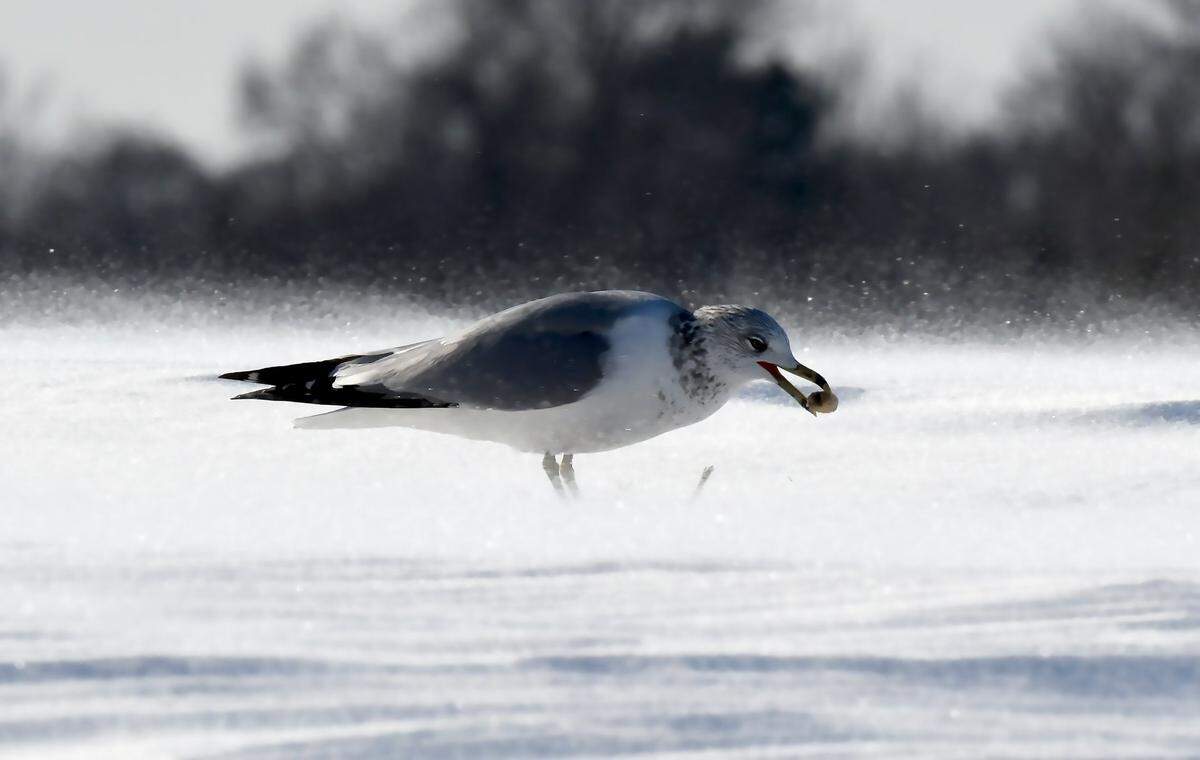 High winds and blowing snow make it tough on a seagull to eat a peanut in eastern North Carolina on Jan. 4, 2018.