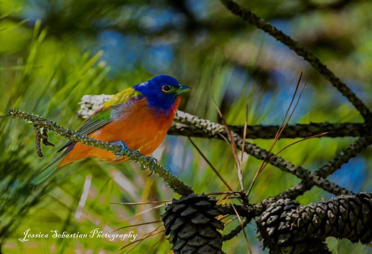 Painted buntings appear at Dix Park in Raleigh each summer.