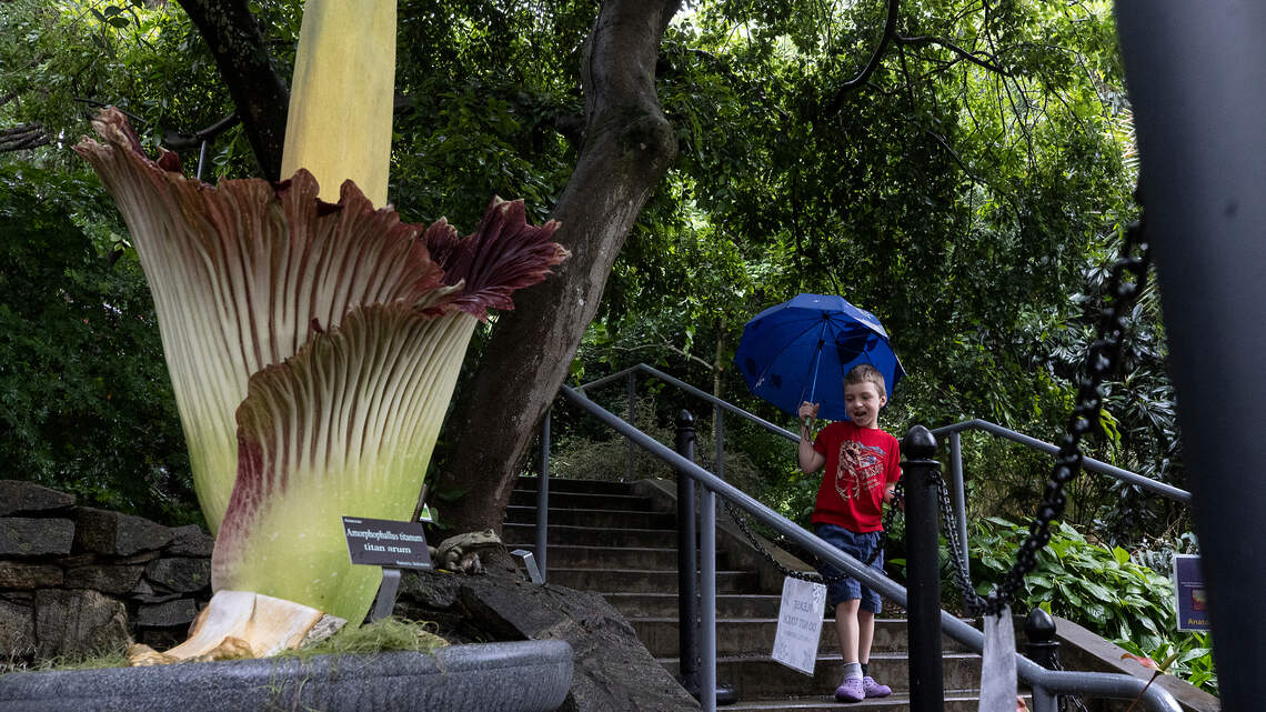 Outdoors, Wolfgang the corpse flower is impressive but not overly offensive to the nose