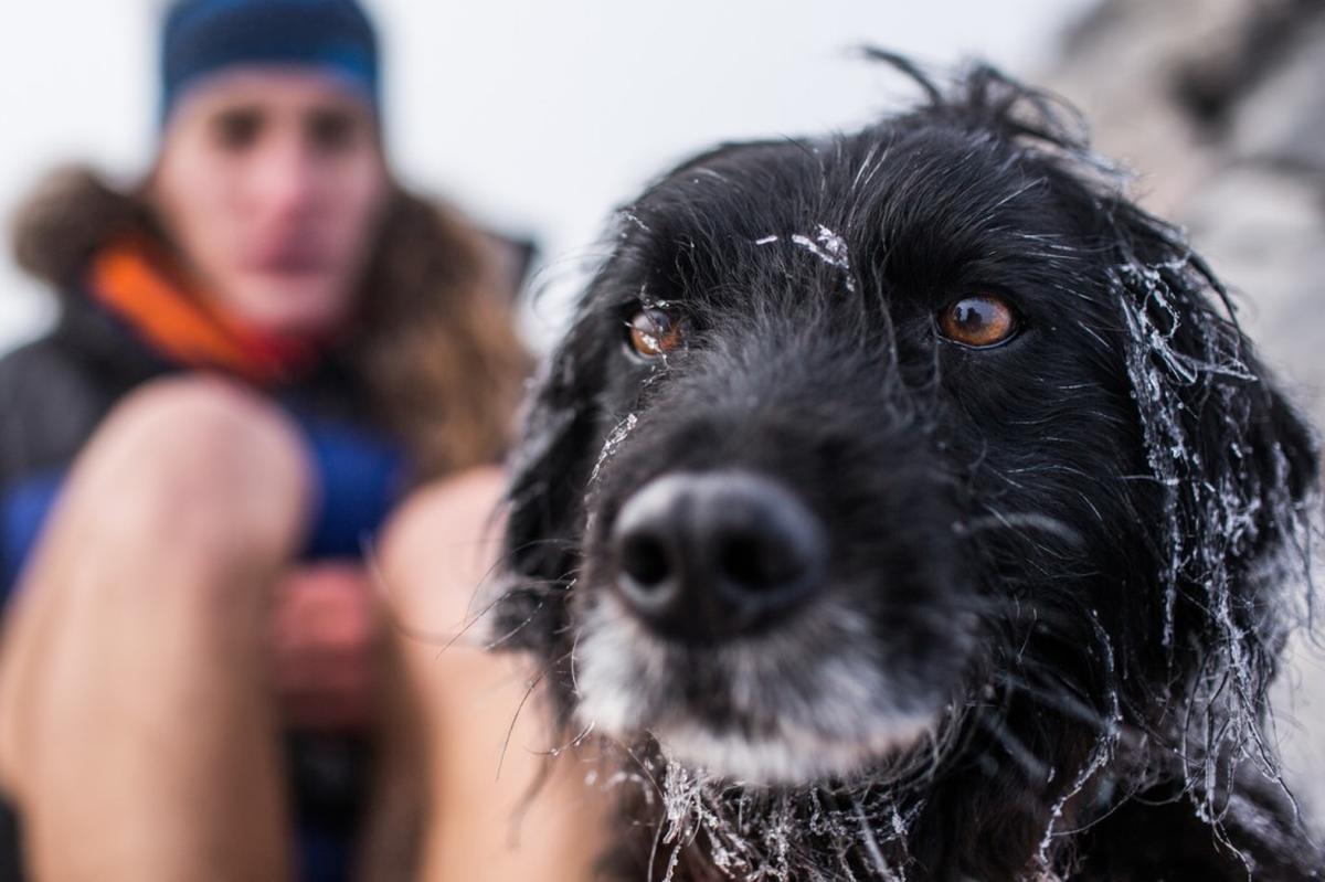 A still from the short film, “My Trail Dog” is one of several films that will be shown at the NY Dog Film Festival that comes to The Cary Theater.