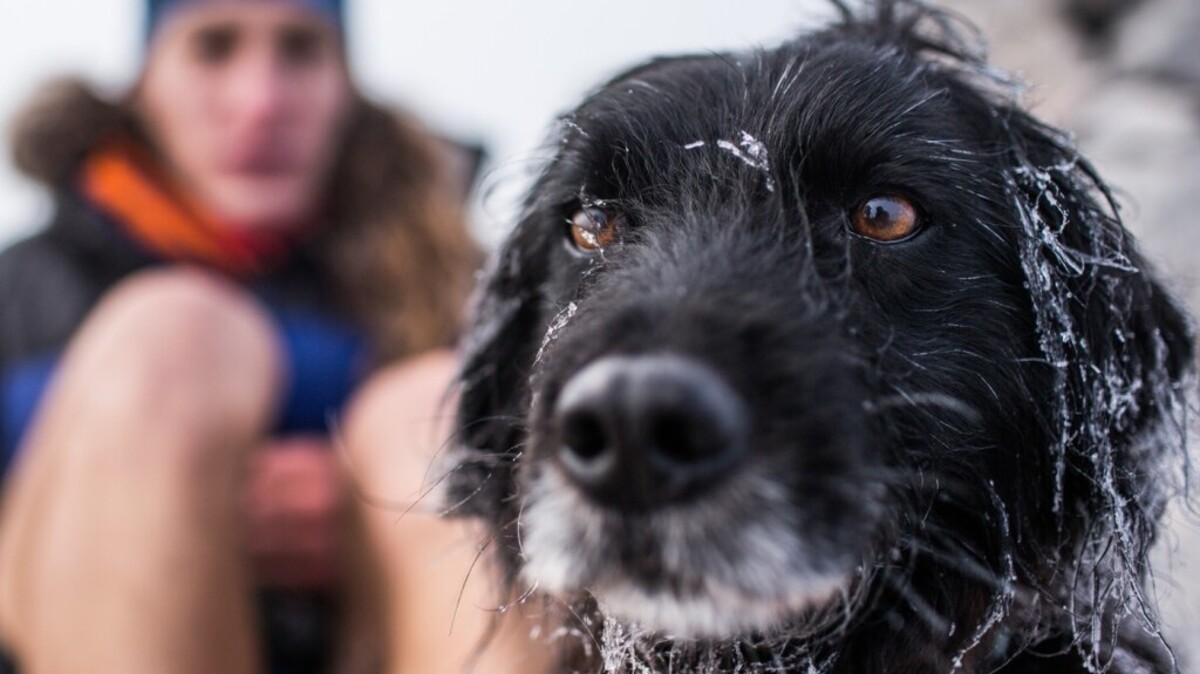 A still from the short film, “My Trail Dog” is one of several films that will be shown at the NY Dog Film Festival that comes to The Cary Theater.