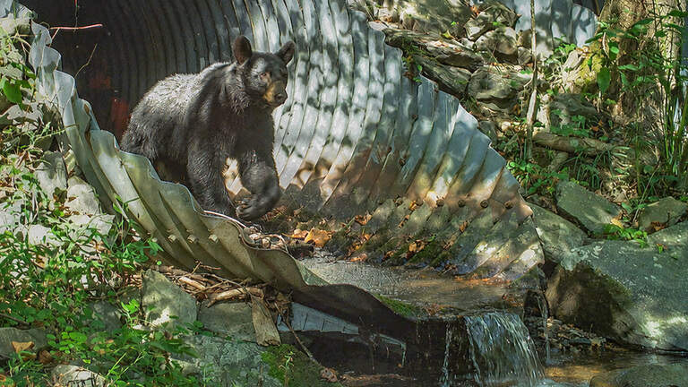 North Carolina’s new budget paves the way for wildlife crossings statewide