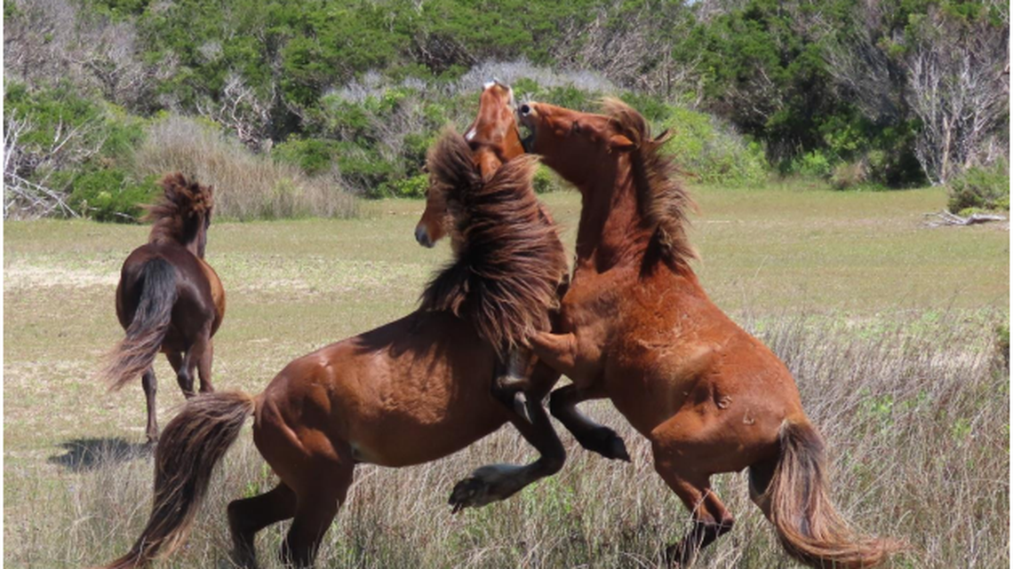 The wild horses roaming North Carolina’s Outer Banks live a hard life, but the oldest among them often have one odd thing in common: They’re on birth control.