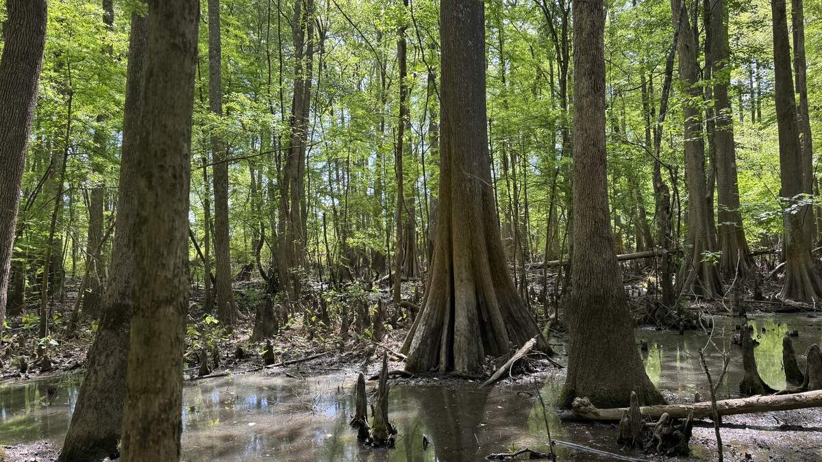 Cypress trees grow in the swampy forest of Neuse islands Wilderness, an 800-acre preserve along the Neuse River in Johnston County now owned by the Triangle Land Conservancy.
