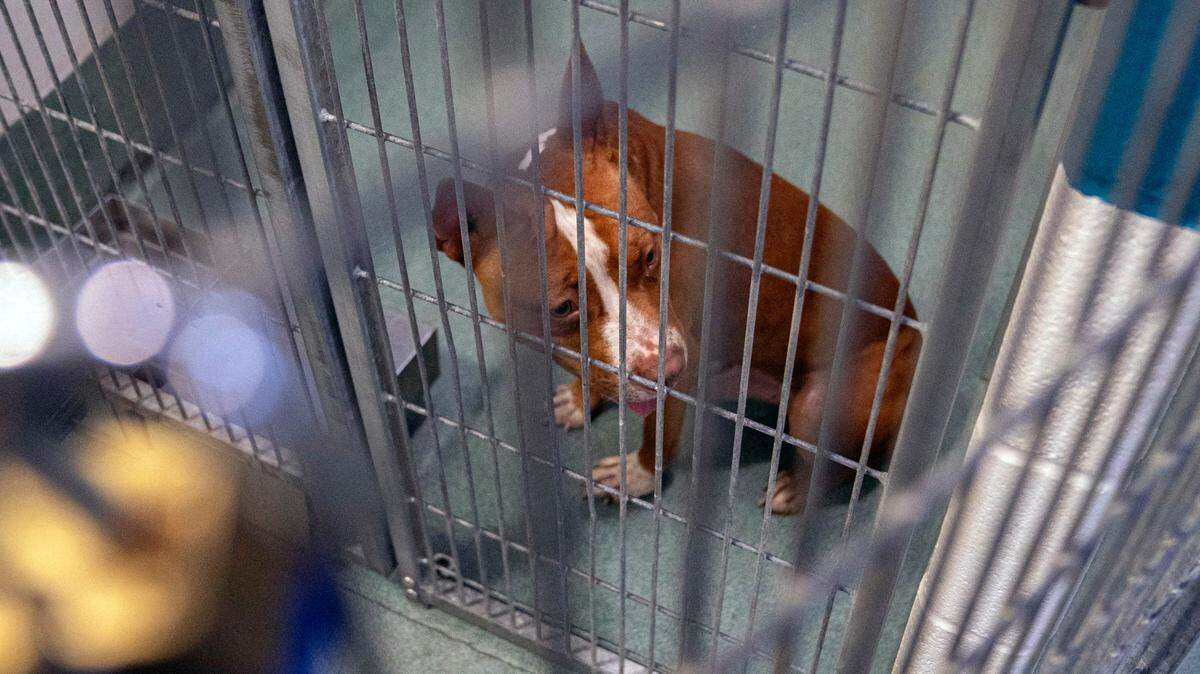 5 ways you can help free space and save lives at an animal shelter