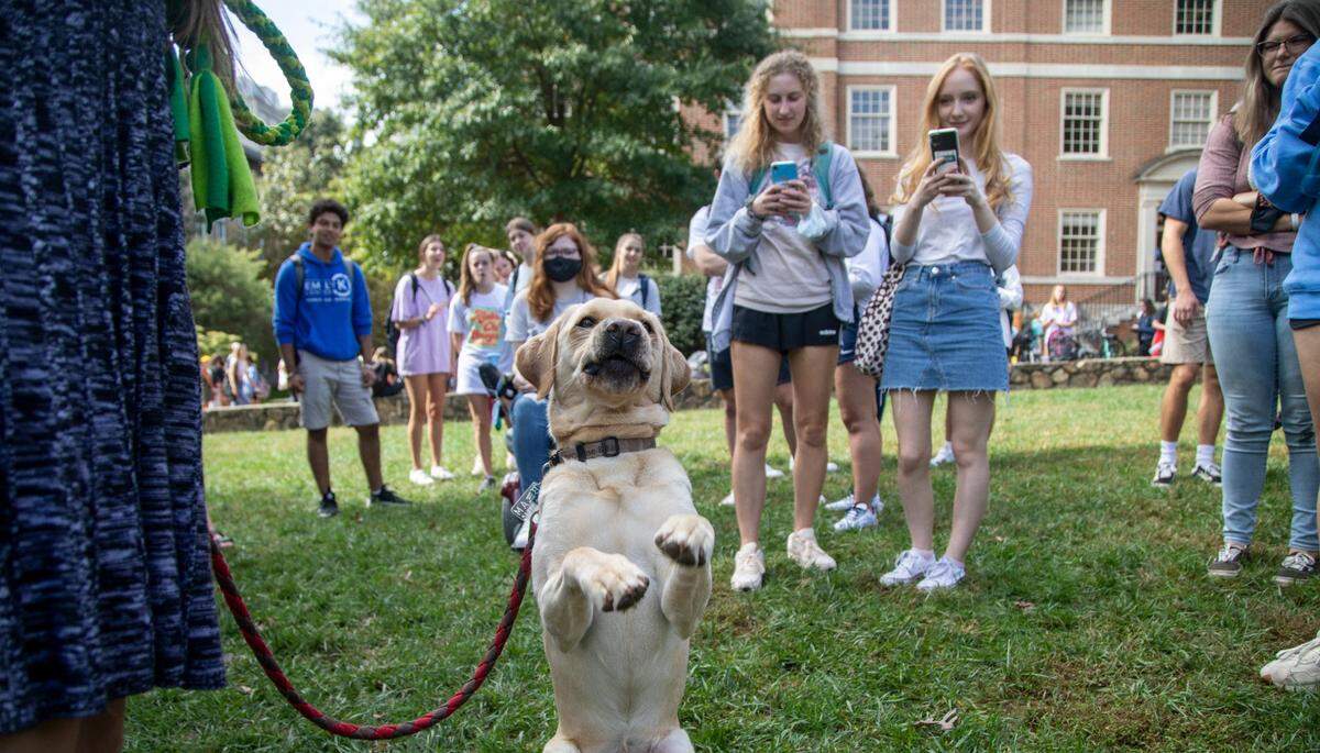 Hunter, a service dog sits up for a treat while spending time with students at UNC-Chapel Hill, Wednesday, Oct. 13, 2021. Eyes Ears Nose and Paws, a local nonprofit organization, brought service dogs in training to campus for a few hours to offer quiet, furry support and help comfort students.