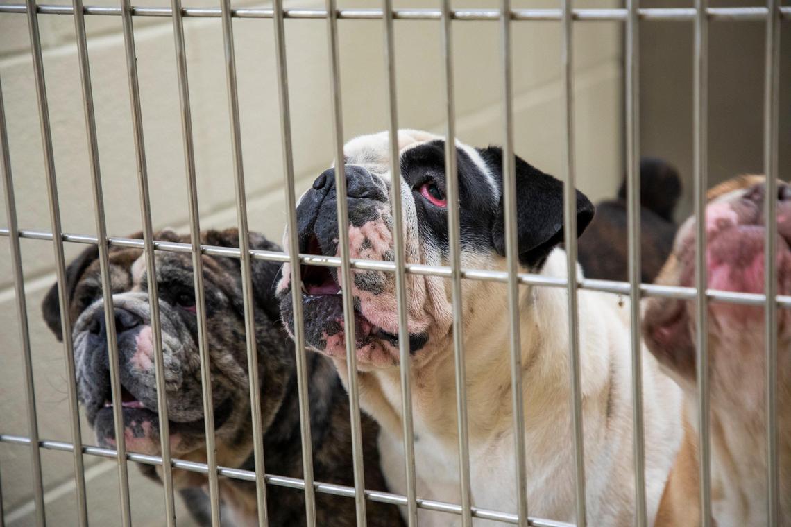 Three of the 57 dogs seized by the Orange County SheriffÕs Office from a breeding operation received medical care at the Orange County Animal Shelter while court proceedings determine their fate in felony charges against their owners, on Tuesday, Oct. 15, 2019, in Chapel Hill, NC.