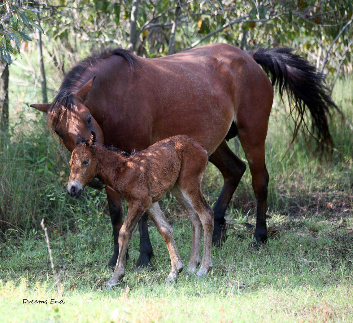 A new filly born to North Carolina’s wild horse herd in Corolla on Thursday, Aug. 23, 2018.