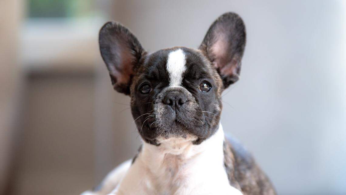 This stock photo shows a French bulldog puppy. It is not one of the dogs that feds say a man stole after threatening a family at gunpoint in October 2020.