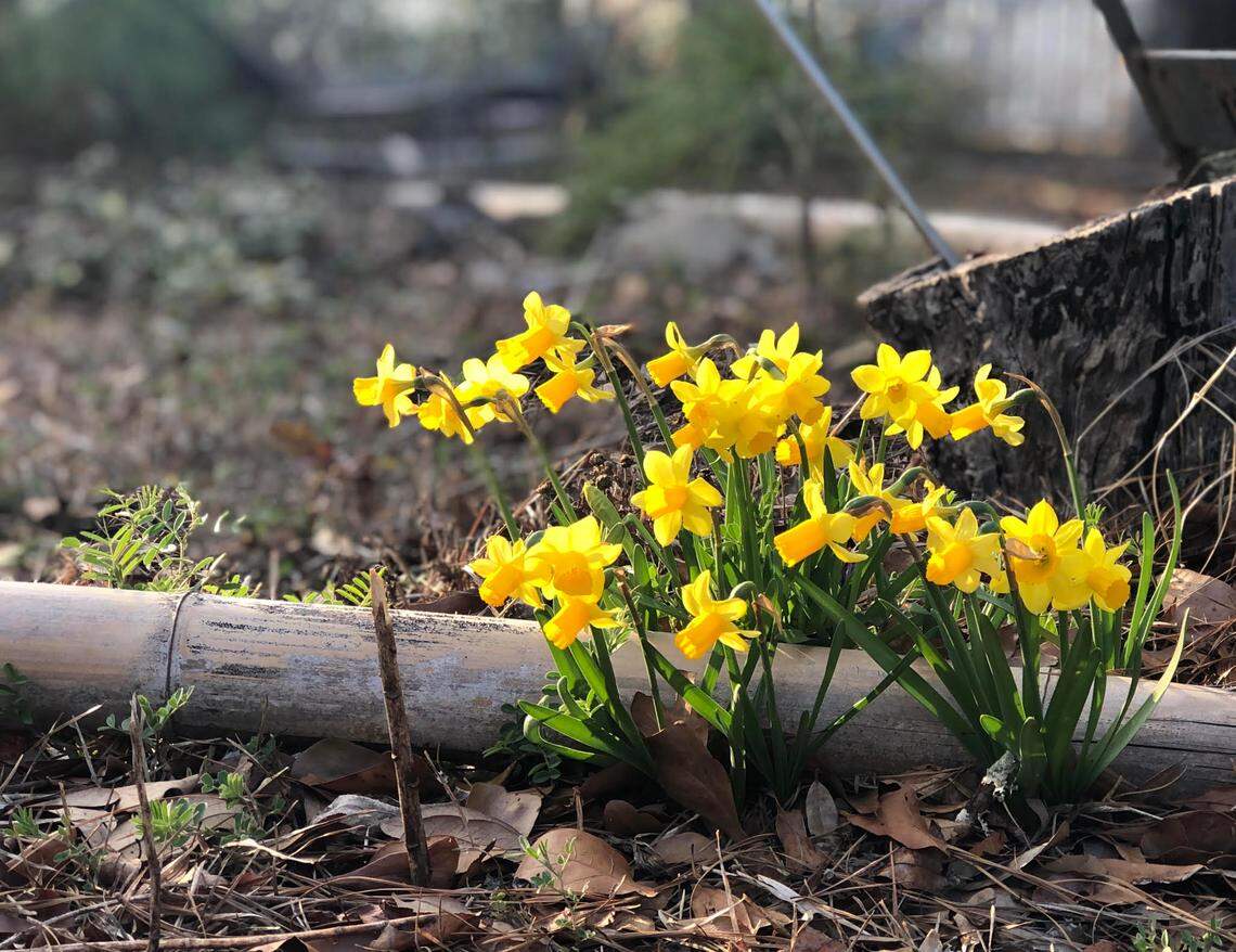 Daffodils bloom in a backyard near Swansboro in March 2025, announcing the coming of spring. The Climate Prediction Center says North Carolina can expect warmer-than-average temperatures from April through June.