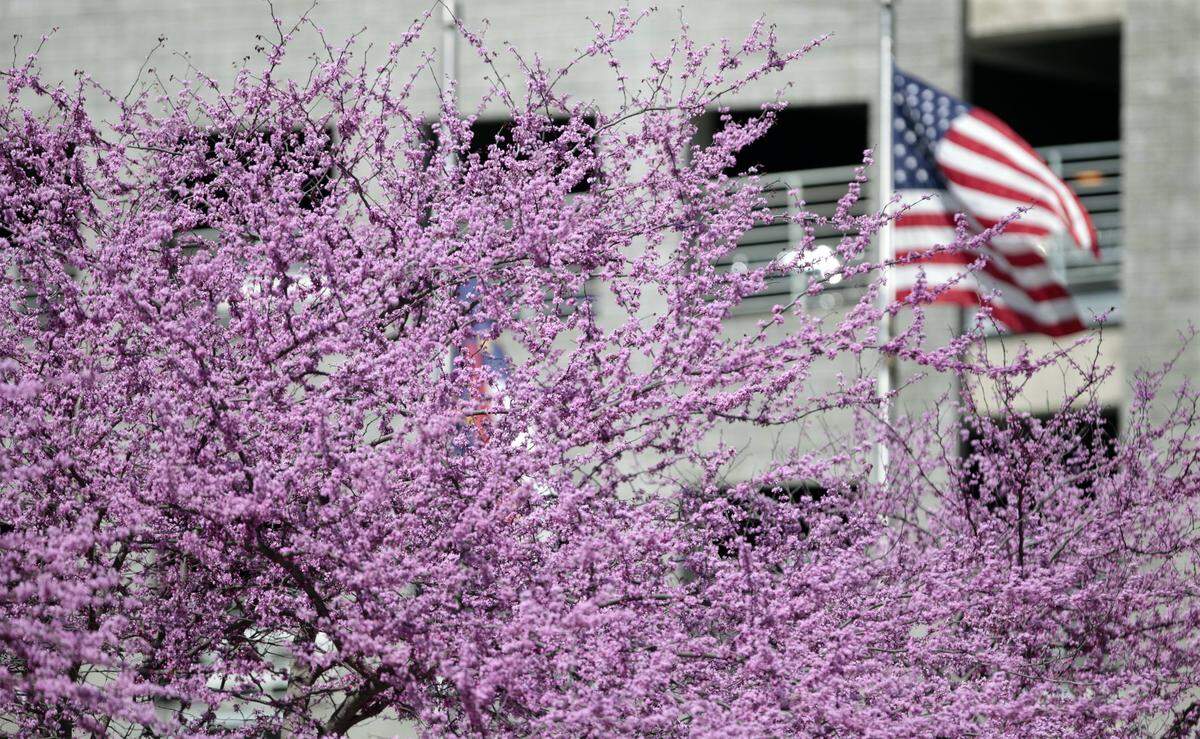 The US flag is framed by a bright row of budding eastern redbud trees in front of the Raleigh Convention Center in a file photo from March 2016.