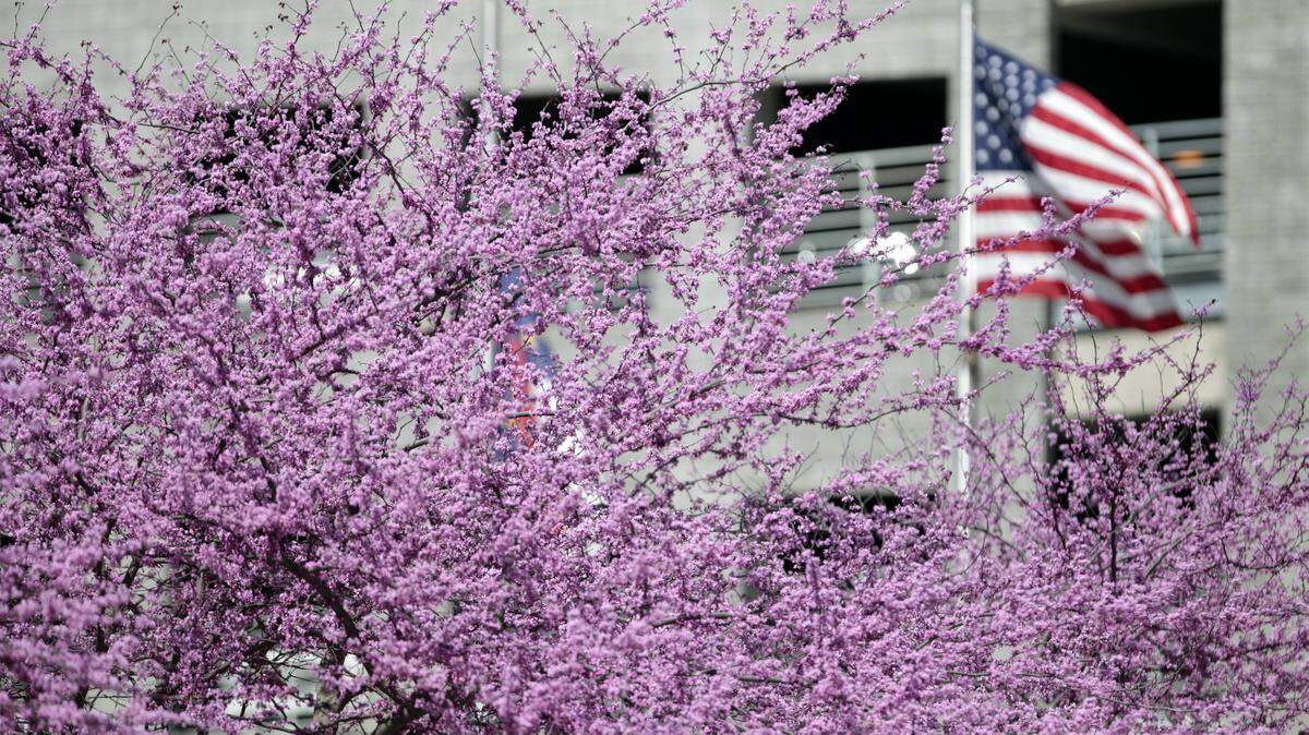 The U.S. flag is framed by a bright row of budding eastern redbud trees in front of the Raleigh Convention Center in a file photo from 2016. State law forbids the cutting of redbuds and dogwoods on state highway right-of-way to improve the view of billboards.