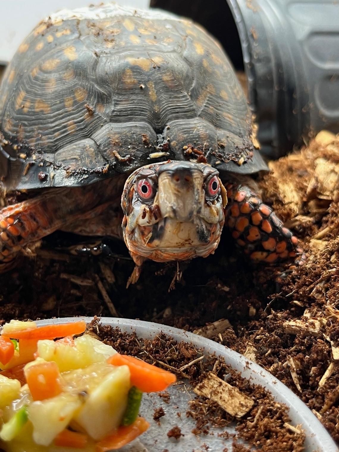 Photo courtesy of the N.C. State Turtle Rescue Team, a student-run wildlife rehabilitation center. The team is giving away 300 free specialty license plates to raise awareness and money for the center.