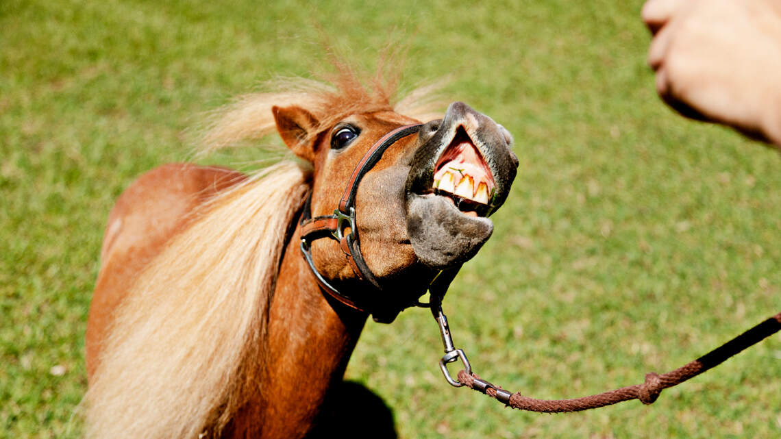 Meet Kiwi, a tiny horse with a big personality who helps humans with their mental health