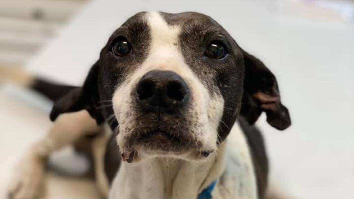 A rescued dog was shot and possibly hit by a car in North Carolina. But the shelter caring for her says she still “smiles when she sees you.”