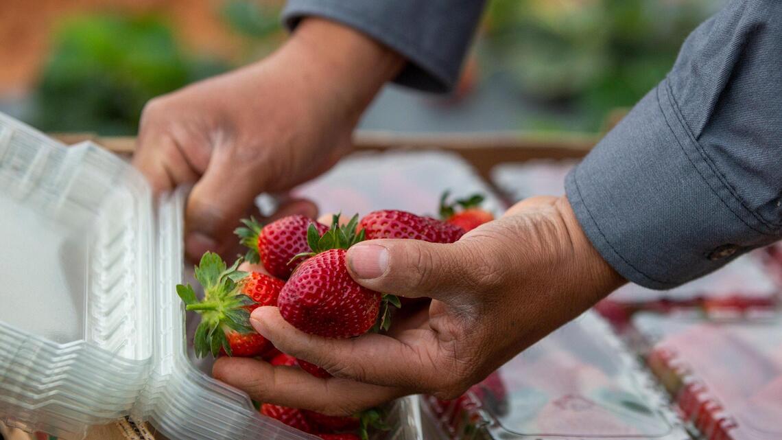 Spring means strawberry season. Here’s where you can pick your own in the Triangle