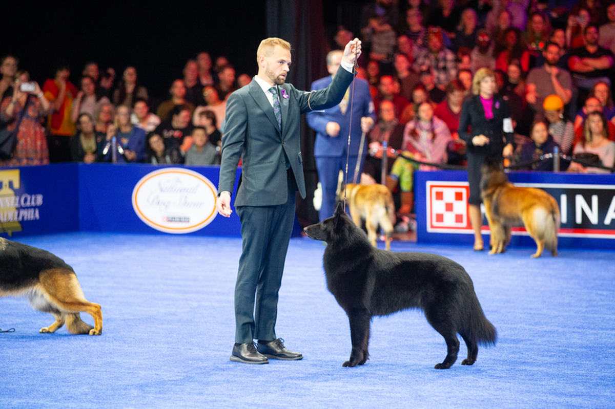 Daniel Martin holds Soleil’s lead at the NBC National Dog Show in Philadelphia. Soleil won Best In Show, her seventh such honor.
